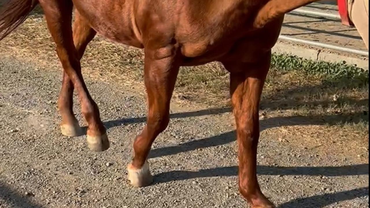 Fibrotic Myopathy School of Veterinary Medicine